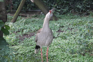 Red legged seriema inside a on Rio de Janeiro Zoo's aviary are