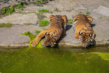 critically endangered Sumatran tiger
