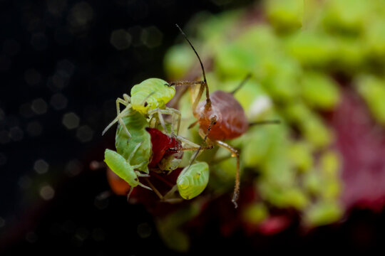 very close big macro portrait of aphids
