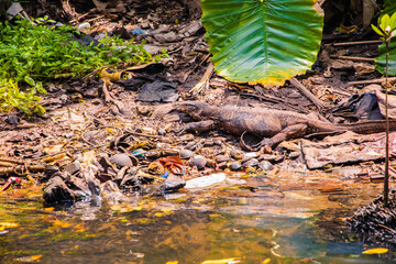 Asian water monitor(Varanus salvator) is swimming on river.