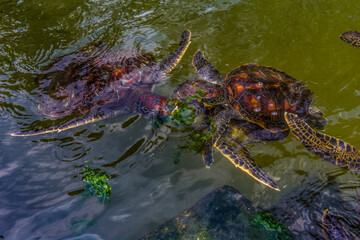 young sea turtles living on farm in Africa under protection.