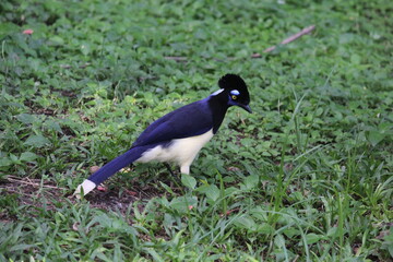 Blue jay inside a on Rio de Janeiro Zoo's aviary area