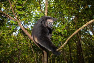 Lemur Indri indri, babakoto largest lemur from Madagascar