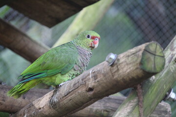 Vinaceous-breated amazon inside a on Rio de Janeiro Zoo's aviary with other birds