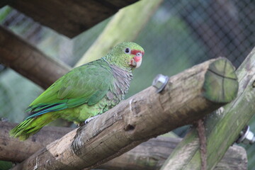 Vinaceous-breated amazon inside a on Rio de Janeiro Zoo's aviary with other birds