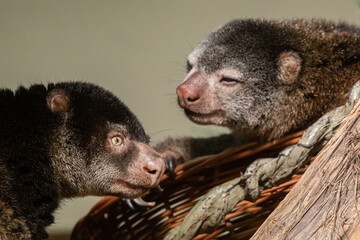cute wild bear cuscus aulirops ursinus arboreal against blure background.