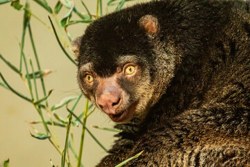cute wild bear cuscus aulirops ursinus arboreal against blure background.