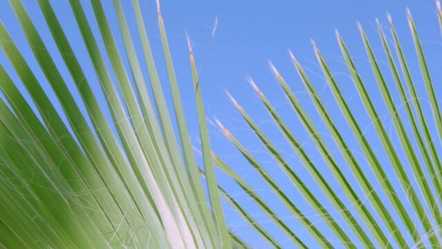 tropical leaf African Sabal fan palm gracefully sways in wind close-up, natural beauty tropics, background for tropical atmosphere in advertising travel agencies, hotels, airlines, food and beverages