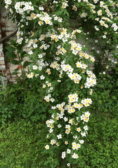 Tiny White Flowers Cascading Over Garden Wall