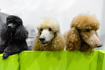 three poodles of different colors