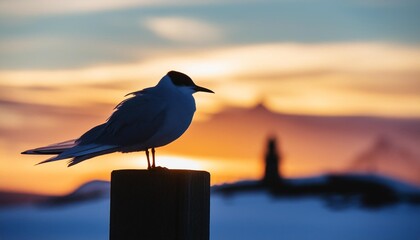 silhouette of an arctic tern in sunset - obrazy, fototapety, plakaty