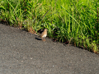 八尾空港に住むヒバリ