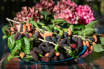 Fresh mulberry or murbei (Morus alba), with green leaves. The fruits of this type of fruit are...