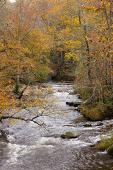 Stream through the Autumn woods