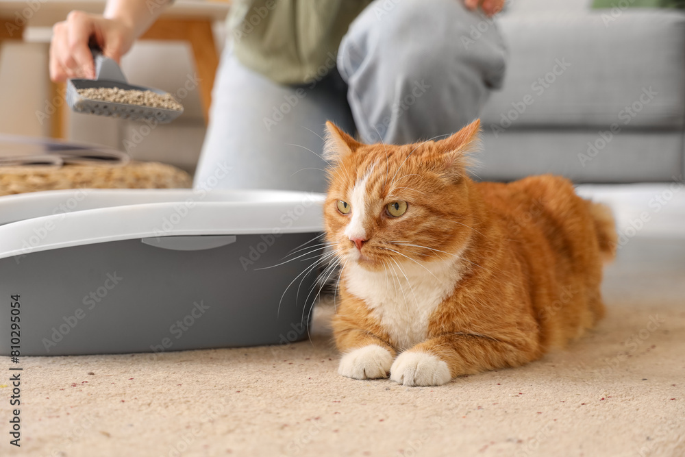 Sticker Cute cat with owner cleaning litter box at home, closeup