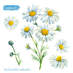 Fototapeta premium Camomile collection watercolor illustration with clipping paths