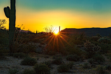 A sunset silhouettes the desert plants near Ajo, Arizona