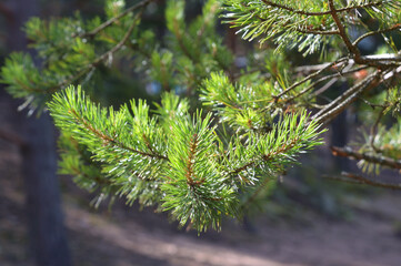 Pine branch on blurred background.