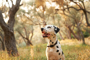 A Dalmatian dog gazes attentively in a peaceful olive grove, its spotted coat contrasting with the...