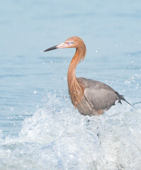 Reddish Egret in the surf