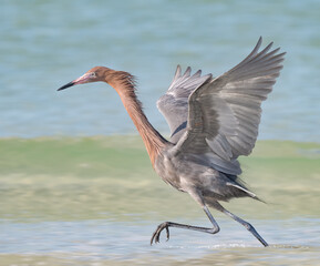 Reddish Egret fishing