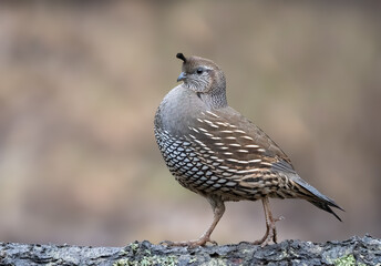 California Quail, female