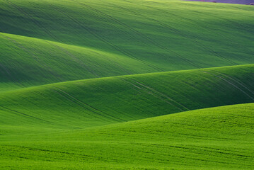 Vibrant green rolling hills at dusk