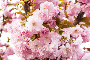 lushly blooming branch of delicate pink sakura