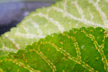 Brown spot and infected disease of mulberry leaf