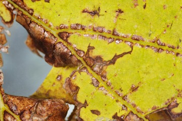 Brown spot and infected disease of mulberry leaf