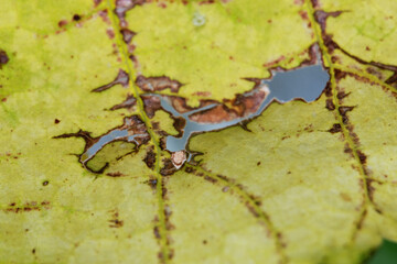 Brown spot and infected disease of mulberry leaf