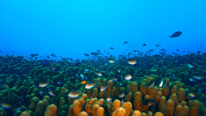 Underwater and close up photo of a coral reef landscape. From the island Nusa Lembongan in Bali. Indonesia. © Johan