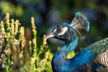 Indian Peafowl (Pavo cristatus) - Majesty of the Indian Subcontinent