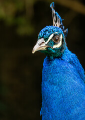 Naklejka premium Indian Peafowl (Pavo cristatus) - Majesty of the Indian Subcontinent