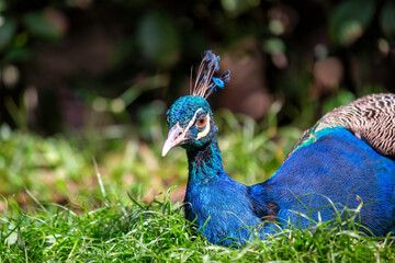 Indian Peafowl (Pavo cristatus) - Majesty of the Indian Subcontinent