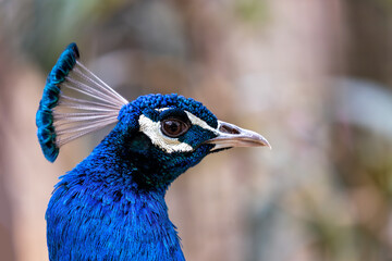 Indian Peafowl (Pavo cristatus) - Majesty of the Indian Subcontinent