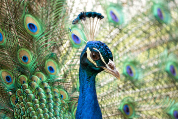 Indian Peafowl (Pavo cristatus) - Majesty of the Indian Subcontinent