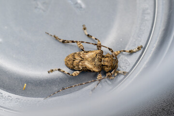 Escarabajo longicornio del género Aegomorphus clavipes insecto