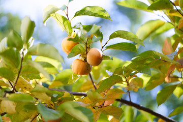 Orange persimmon hanging on green branches in sunlight