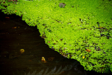 Green Algae in Waimangu Volcanic Valley - New Zealand