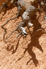 A tree root is sticking out of the ground in a dry, rocky area