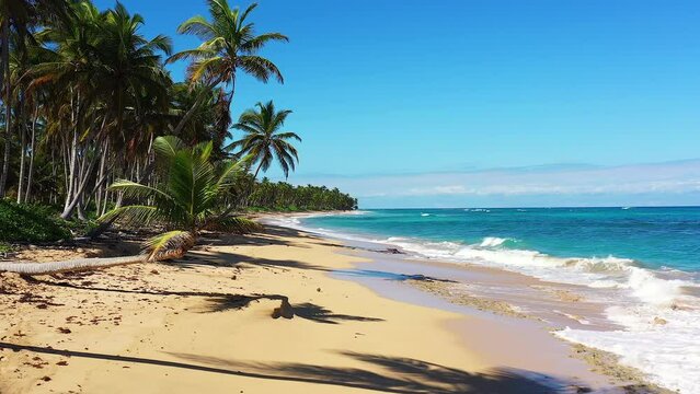 A Deserted Caribbean Beach in the Dominican Republic With a Single Palm Towering Over a Sandy Beach.