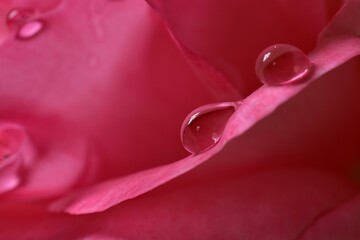 pink ribbon and rose petals