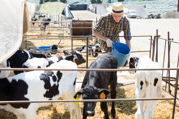 Positive male farm worker with bucket giving water to calves at dairy farm