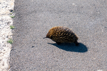 Echidna walking across the path at Sydney North Heads, National Park, Australia.