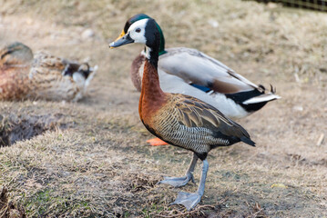 A duck with a black beak stands in front of two other ducks