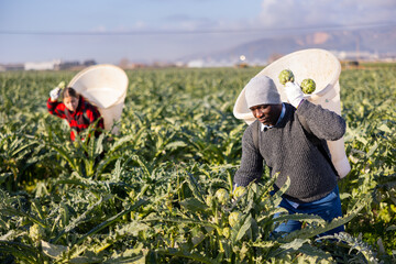 Positive african american farmer engaged in artichokes growing, harvesting ripe vegetables in...