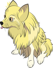 Perrito Pomerania haciendo mueca con la lengua de fuera y bizco 