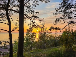 Fototapeta premium Captivating view of a picturesque sunset over the calm sea, framed by the lush pine trees on the tranquil shore, creating a serene and idyllic scene for nature lovers and travel enthusiasts.