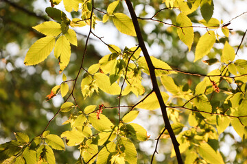 yellow leaves